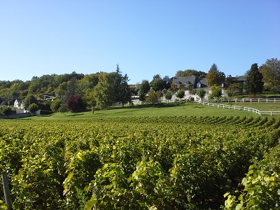 Vignoble clos de Venise