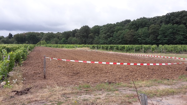 Plantation