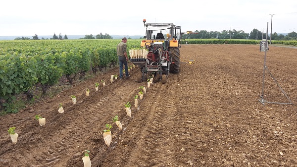 Plantation