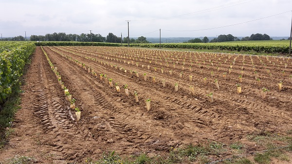 Plantation