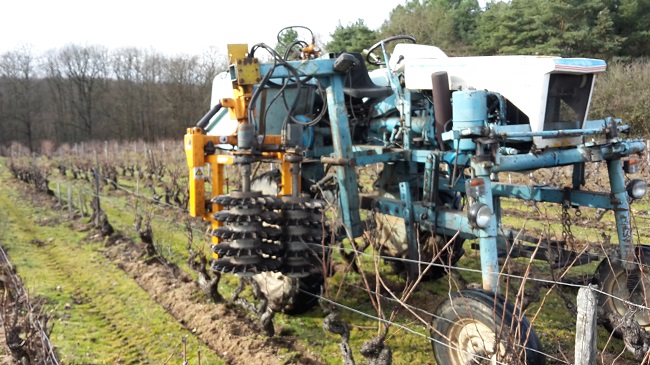 vignoble