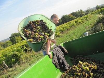 Vendanges
