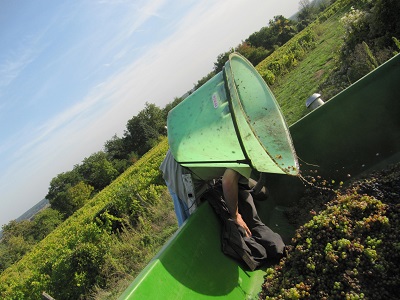 Vendanges
