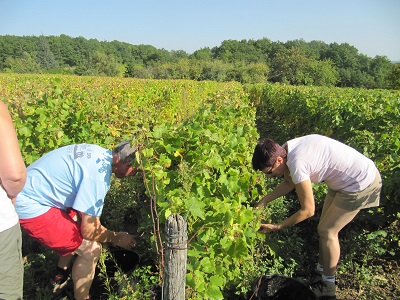Vendanges