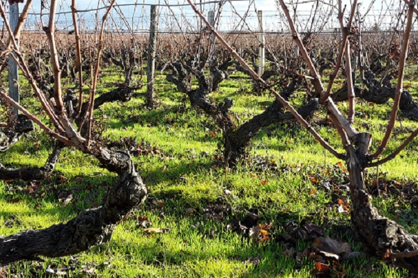 vignoble